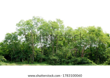 Group of tree isolated on white Royalty-Free Stock Photo #1783100060