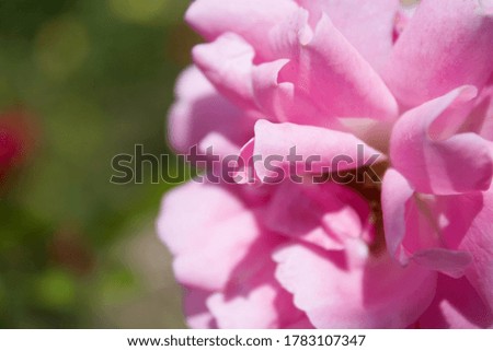 Soft tender colors Part of petal Rose