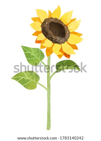 Sunflower with stalk and leaves clipart, hand drawn watercolor stock illustration. Yellow flower clip art.