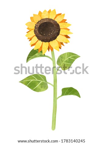 Sunflower with stalk and leaves clipart, hand drawn watercolor stock illustration. Yellow flower isolated clip art.