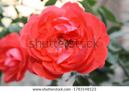 Download the perfect red rose pictures.
