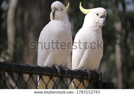 white feathered black mouthed with long lip cockatoos close up 