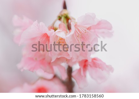 the early-bloom cherry blossoms in Okinawa
