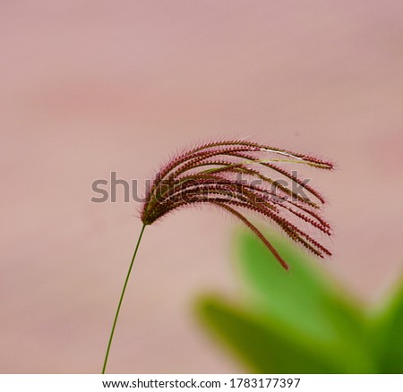 Background blur   This Beautiful picture is taken from a Farm common Name gaint finger grass,   purpletop Chloris   Species Chloris Barbata Sw  Genus Chloris  India