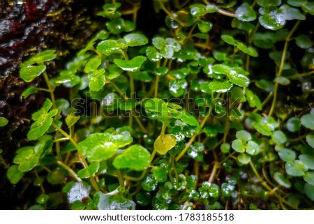 Watercress plant close-up view. Macro photography background