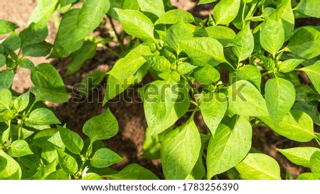 Growing bell pepper - drops of water on the leaves of bell pepper after watering close-up, sunny day, top view