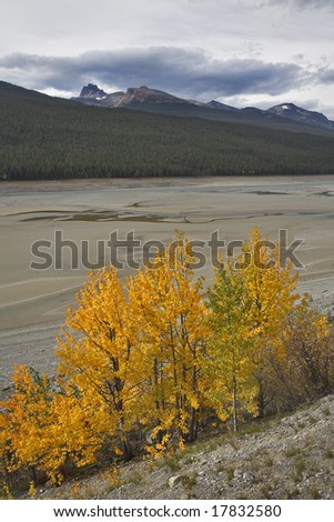  An orange bush on a background of almost dried up autumn lake