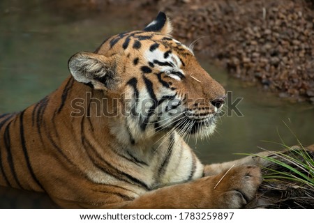 Tigress named Maya taking a break in pool after a long prowl in Tadoba Andhari Tiger Reserve