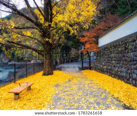 Yellow / golden gingko leaves in autumn / fall partially covering a path along a river bank. Mitake Gorge, Greater Tokyo Area, Japan.
