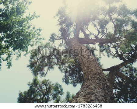 blurred natural background, branches with pine bark looking up.