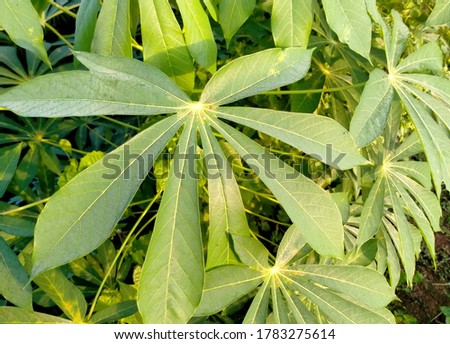 Cassava trees flourish with green leaves