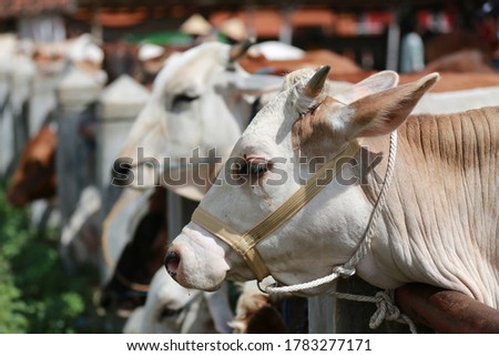 Many cattle ( sapi ) are sold in animal markets in preparation for Eid al-Adha. Muslim sacrifices. Royalty-Free Stock Photo #1783277171