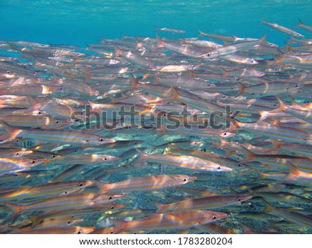 School of fast swimming fish (Yellowtail barracuda, Sphyraena flavicauda). Underwater photography from snorkeling in the ocean. Marine life, travel picture. Fish in the sea.
