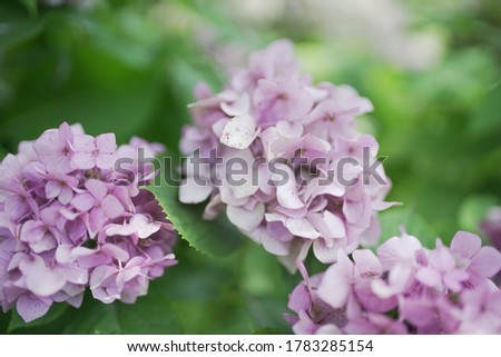 Close up depth of field view of pink flowers
