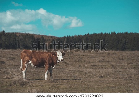 Cow standing in the grass field