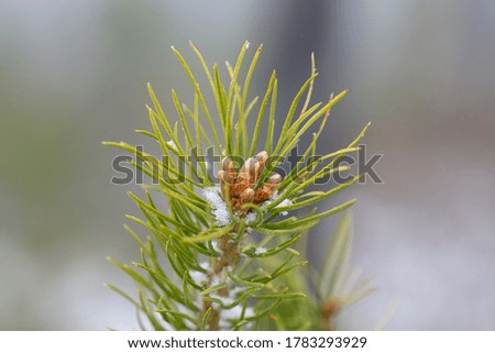 Pine branch with small cones close up covered with snowflakes