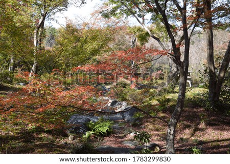 Red leaves in autumn Japan.