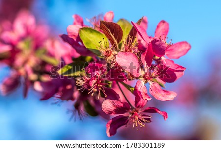A shallow depth of field picture of a flowering Fruit Blossom Plum