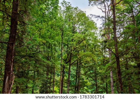 Pine trees in Jigme Dorji National Park