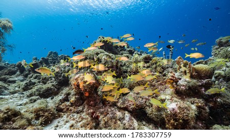 Seascape in turquoise water of coral reef in Caribbean Sea / Curacao with School of Grunt, coral and sponge