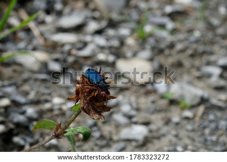 Blue Insect in a forest in the Swiss alps on a stone background - Macro picture