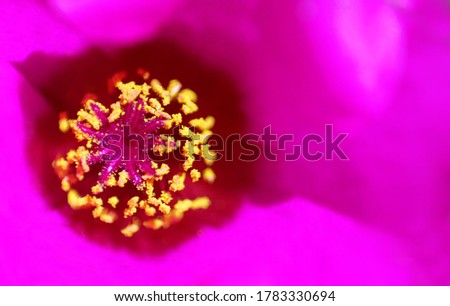 macro of Purslanes or Moss rose, pink flower background with pollen grains.