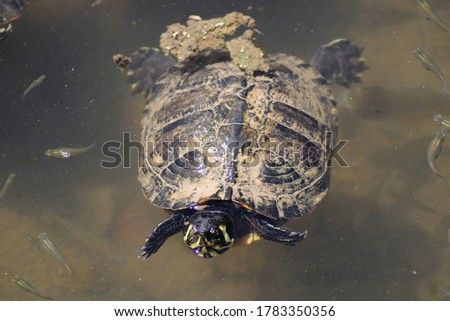 Tortoise colorful shell with closeup of tortoise head in clean transparent water