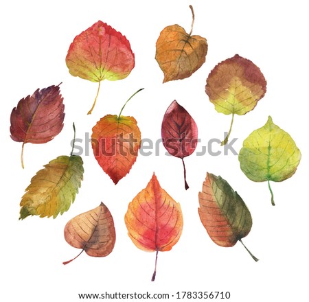 watercolor set of multicolored poplar leaves on white background