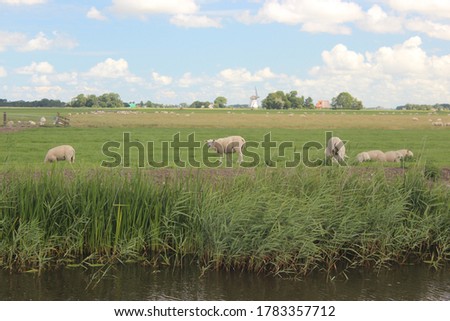 Nice view of a meadow on the edge of a forest and a stream, on the edge of the stream is a sheep looking. Photo was taken on a sunny day with