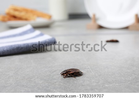 Closeup view of cockroach on grey stone table indoors, space for text. Pest control