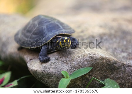 Clown turtle or yellow-spotted Amazon river turtle or yellow-spotted river turtle is one of the largest South American river turtles. Royalty-Free Stock Photo #1783363670