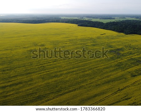 Aerial view rapeseed blooming. Yellow fields from above. Photo captured with drone