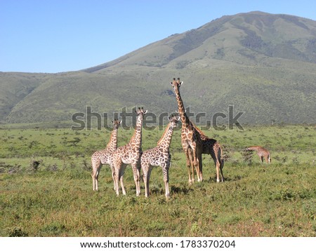 Mom giraffe and her family
