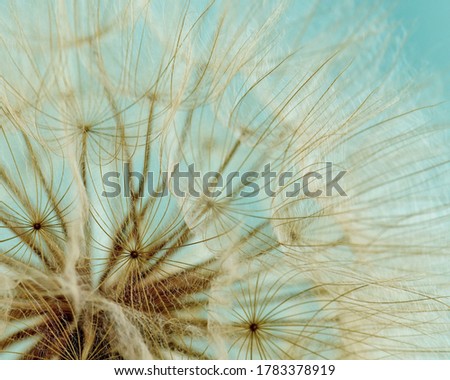 A Goats beard blossom in seed, selectively focused and photographed with natural lighting.