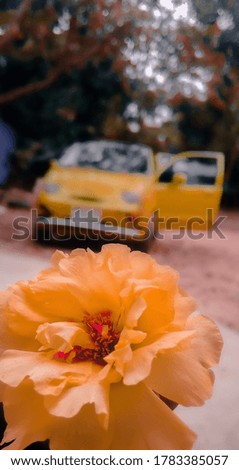 Yellow car And beautiful flower