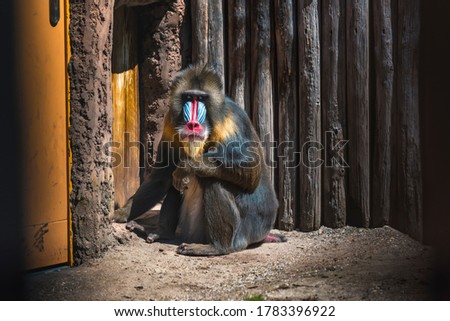 Eyes of the Mandrill in a park 