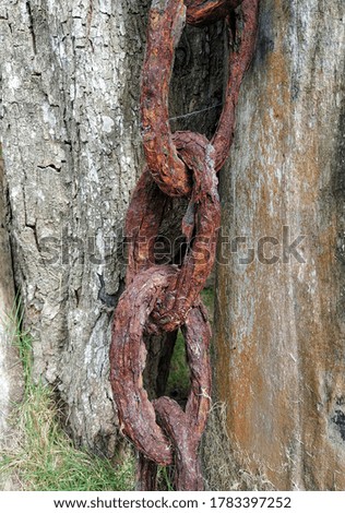 
image of rusty chain in nature