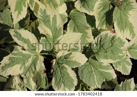 home plants texture background. bicolor green foliage texture.