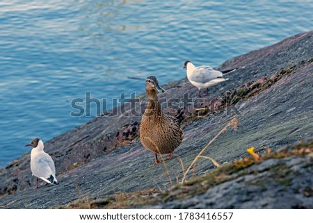 A duck and two seagulls is located on the sloping face of the stone, which is located at the edge of the lake. Each of the birds busy about their business, while a duck poses on the pictures.