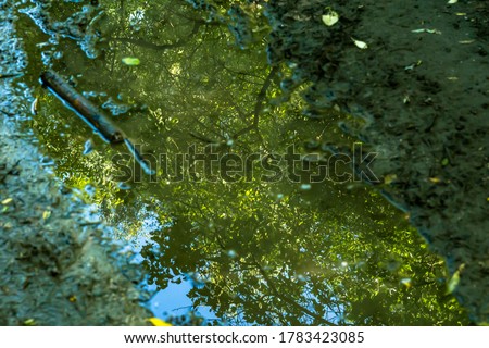 An abstract photo of the water reflecting the surrounding landscape. Using the after math of the rain to take a different perspective photograph of the forest.
