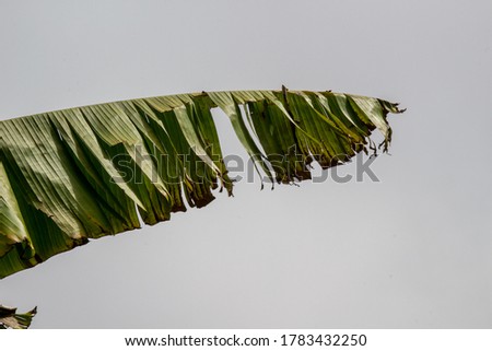 Green damaged leaf of palm on gray sky background.