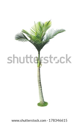 Betel palm tree isolated on white. 
