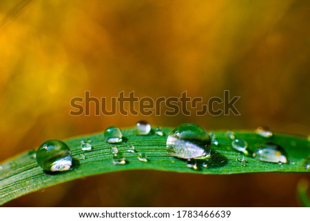 Leaf on drop nature, macro photography