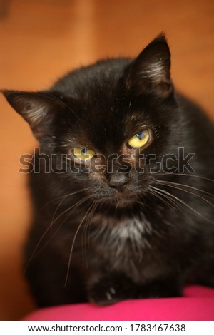 black cat with yellow eyes and a white spot on the chest