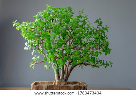 Succulent plant called Portulacaria afra "Elephant Bush"  (commonly known as Jade plant) in a Bonsai style. 