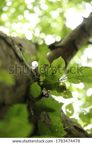 Ant's eye view to the canopy of a forest in the UK