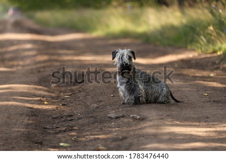 Czech Terrier in the grass in summer Royalty-Free Stock Photo #1783476440