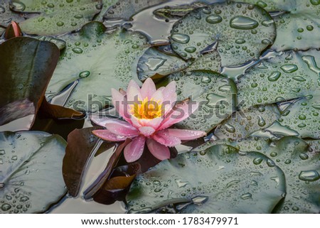 Pink water lily or lotus flower Marliacea Rosea in garden pond. Close-up of Nymphaea with water drops above blue-green leaves.  Flower landscape for nature wallpaper with copy space. Selective focus 