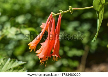 Close up picture of bright red honeysuckle flowers in the garden.