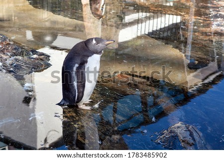 one penguin on a background of stones and water, standing looking into the distance
